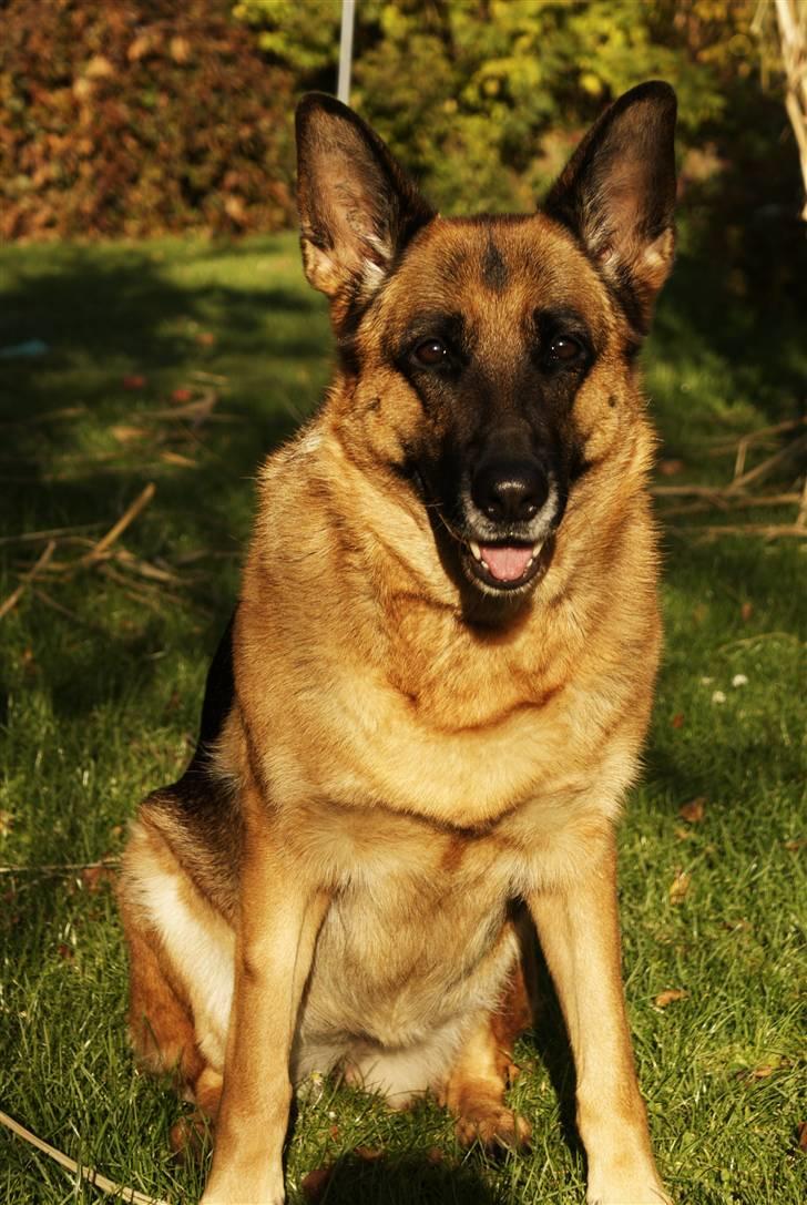 Schæferhund Molly - Wauuw <3 billede 17