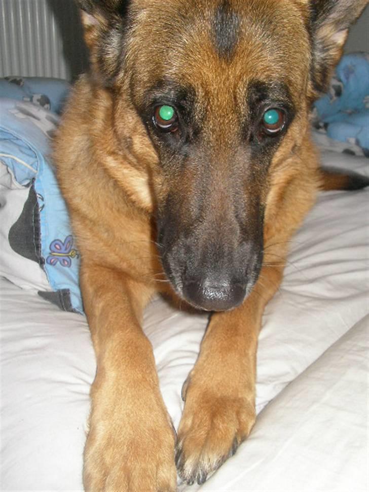 Schæferhund Molly - Man kan da ikke stå for sådan nogle hunde øjne <3 billede 18