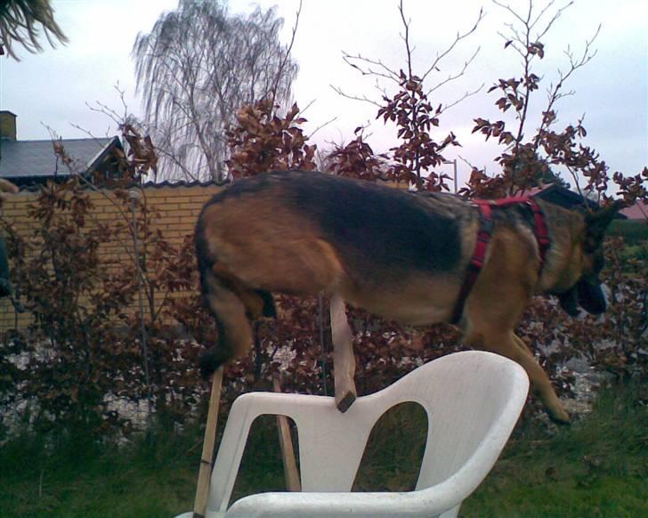 Schæferhund Molly - Natasja, Amalie & Molly - Springtræning (: billede 19