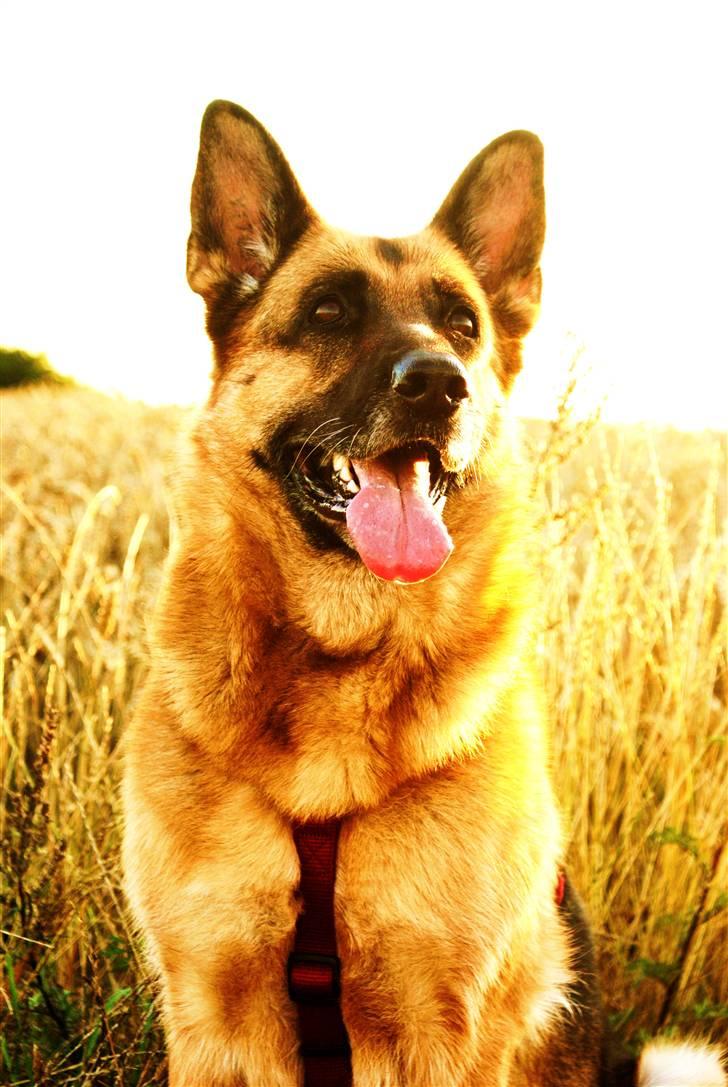 Schæferhund Molly - Model hunden d; billede 20