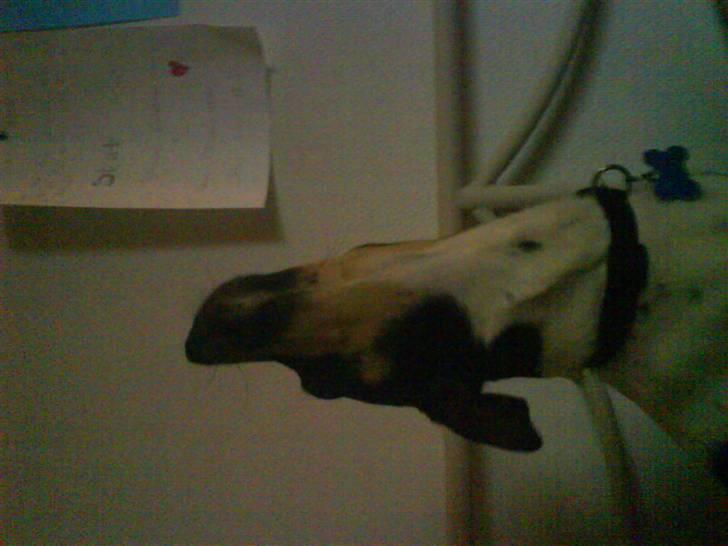 Dansk svensk gaardhund Max *givet væk* :'( billede 12