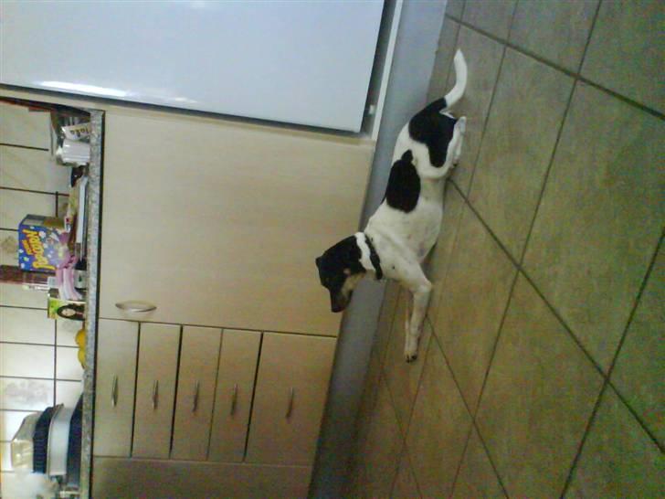 Dansk svensk gaardhund Max *givet væk* :'( billede 13