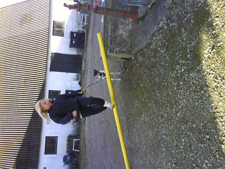 Dansk svensk gaardhund Max *givet væk* :'( billede 14