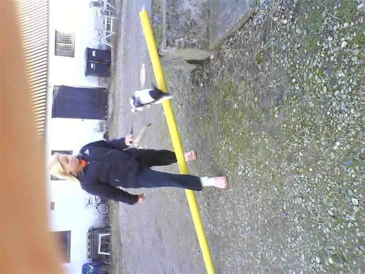 Dansk svensk gaardhund Max *givet væk* :'( billede 15