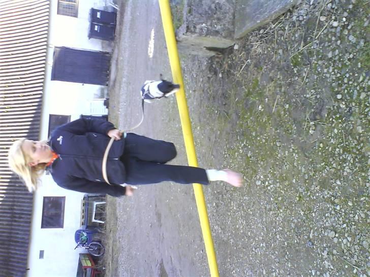 Dansk svensk gaardhund Max *givet væk* :'( billede 16