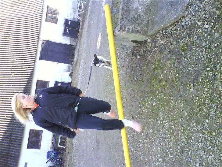 Dansk svensk gaardhund Max *givet væk* :'( billede 17