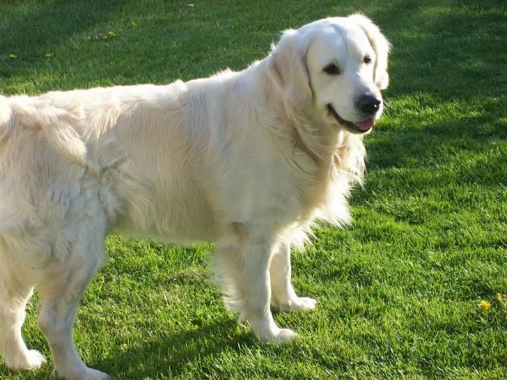 Golden retriever Joker billede 1