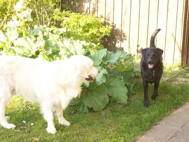 Golden retriever Joker billede 2