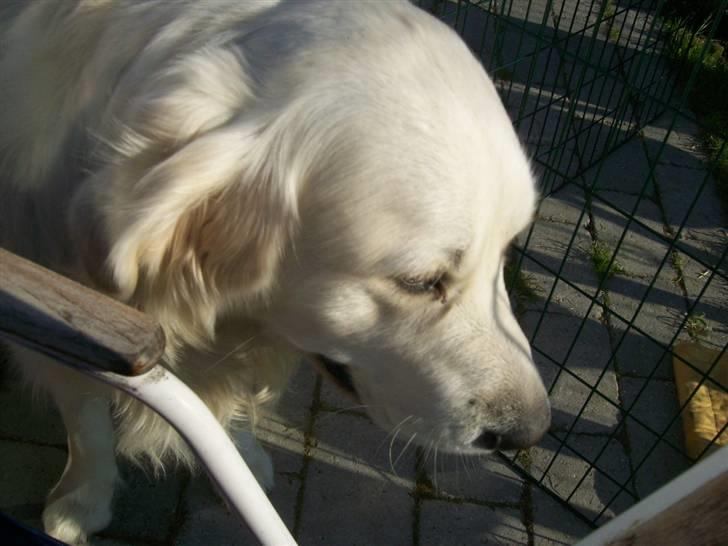 Golden retriever Joker billede 3