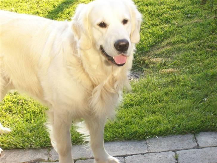 Golden retriever Joker - Joker som isbjørn :D billede 4