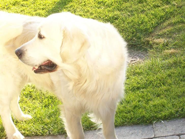 Golden retriever Joker - Polar Bear Joker :D billede 5