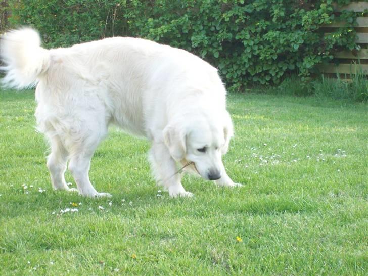 Golden retriever Joker - Flot fyr ;D billede 6