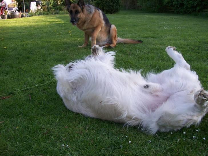 Golden retriever Joker - Legesyg Joker :D billede 7