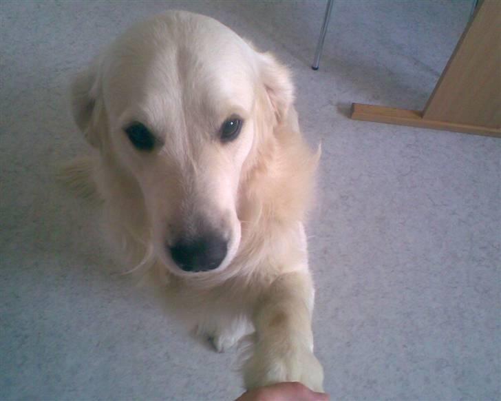 Golden retriever Joker - Så kær :D <3 billede 8