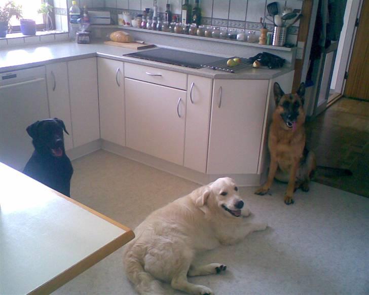 Golden retriever Joker - Hunde forsamling (: Hjemme hos mig. billede 9