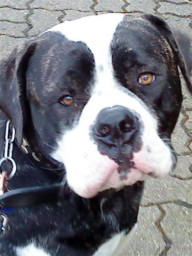 Amerikansk bulldog Carlos billede 14