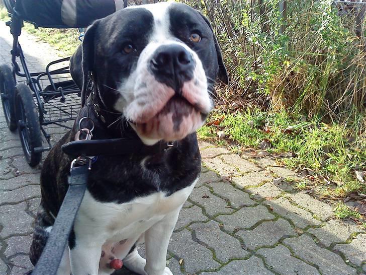 Amerikansk bulldog Carlos billede 15