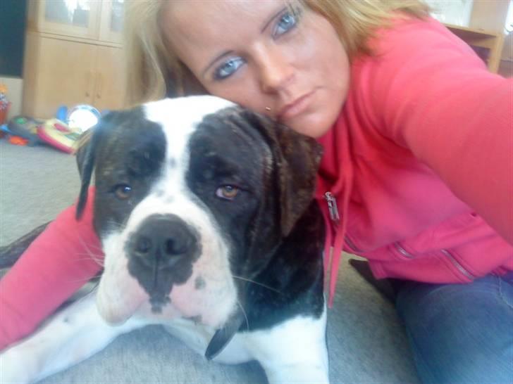 Amerikansk bulldog Carlos billede 16