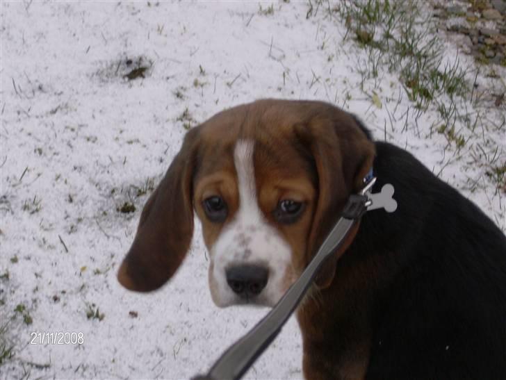 Beagle Diesel billede 11