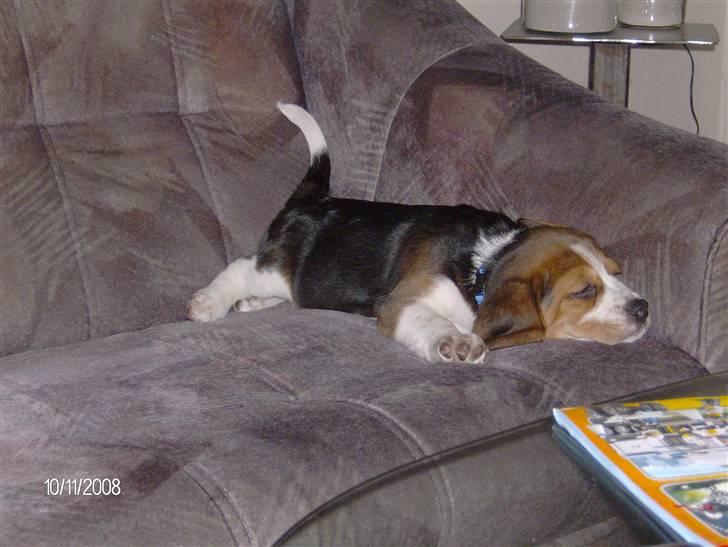 Beagle Diesel - Min faste plads i sofaen billede 12