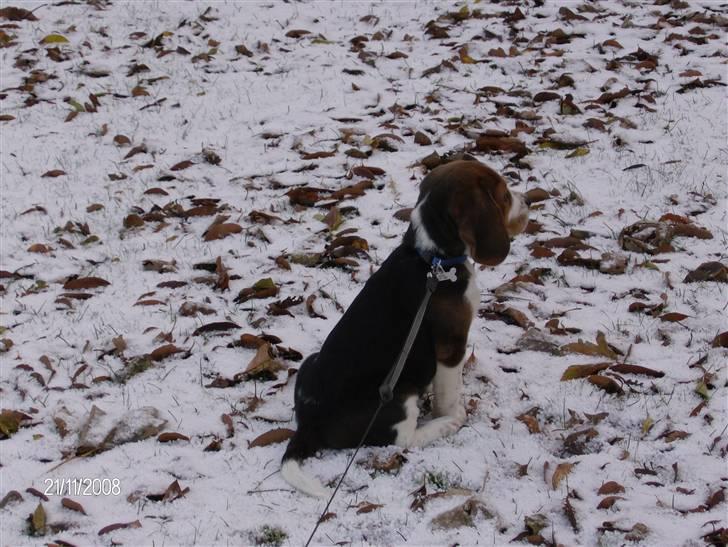 Beagle Diesel billede 13