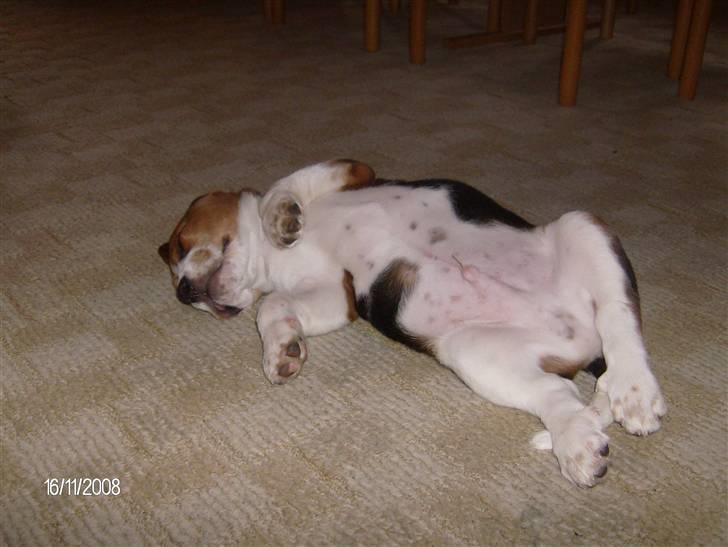 Beagle Diesel - Jeg er bare sååååå god til at slappe helt af :o) billede 14