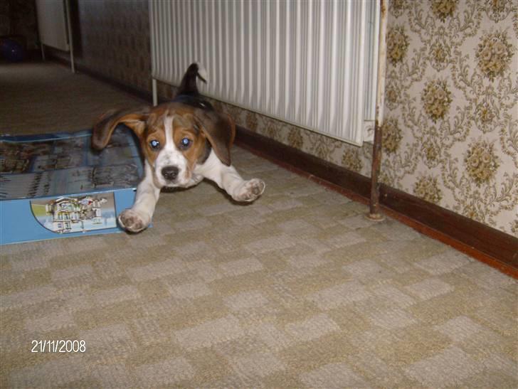 Beagle Diesel - Jeg kommer springende i dine arme mor billede 15