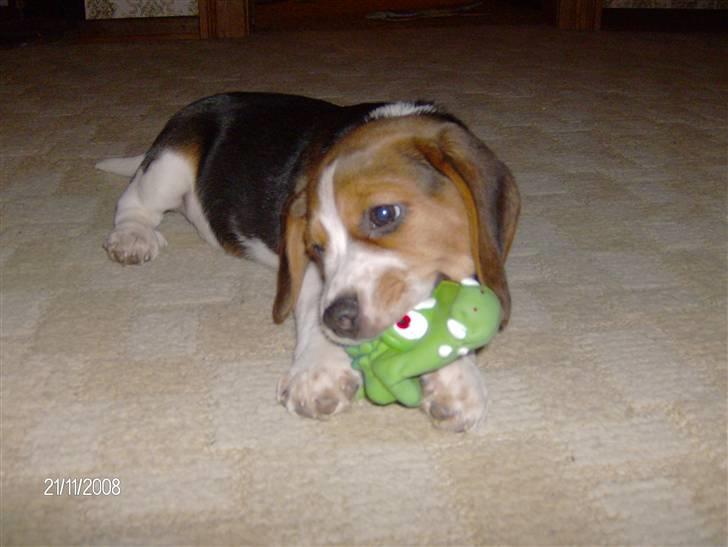 Beagle Diesel - Jeg kan da sagtens klare den krokodille :o) billede 16