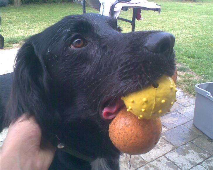 Blanding af racer Simba<3 <3 RIP billede 1