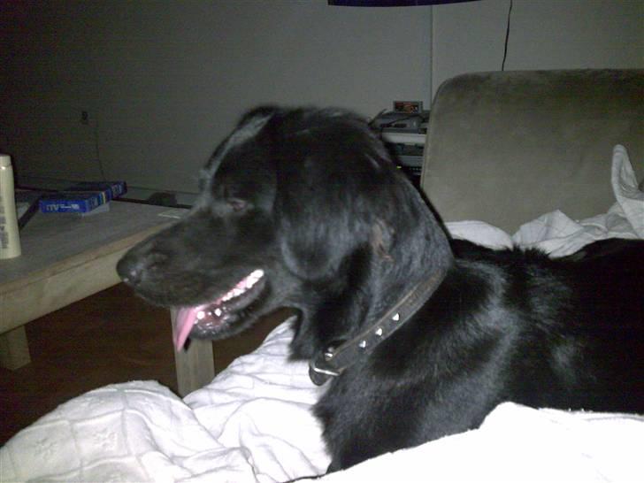 Blanding af racer Simba<3 <3 RIP billede 2