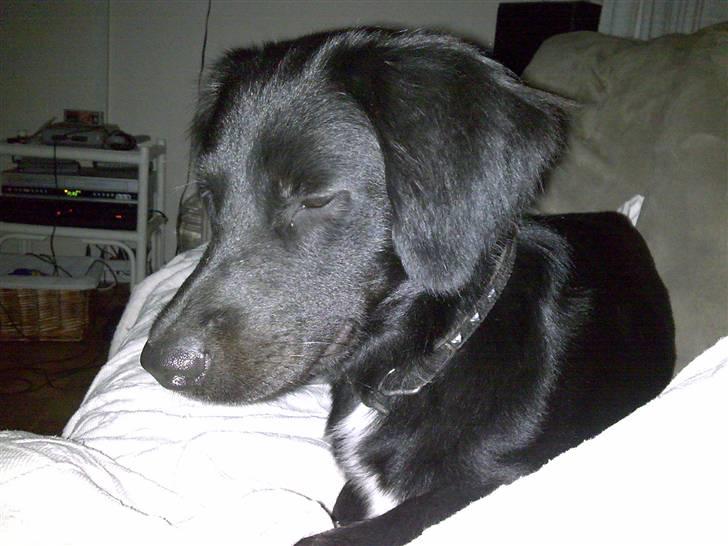 Blanding af racer Simba<3 <3 RIP billede 3