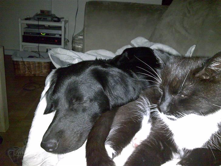 Blanding af racer Simba<3 <3 RIP billede 4