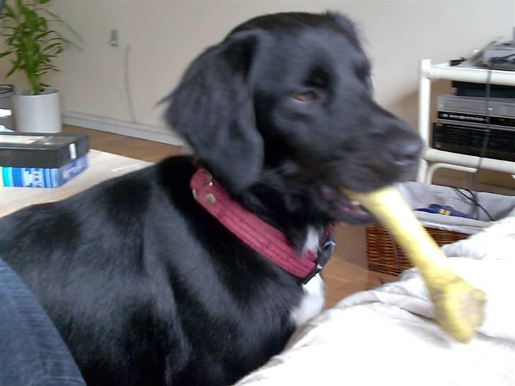 Blanding af racer Simba<3 <3 RIP billede 5