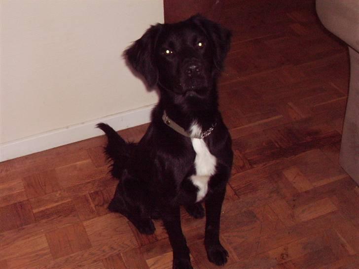 Blanding af racer Simba<3 <3 RIP billede 6