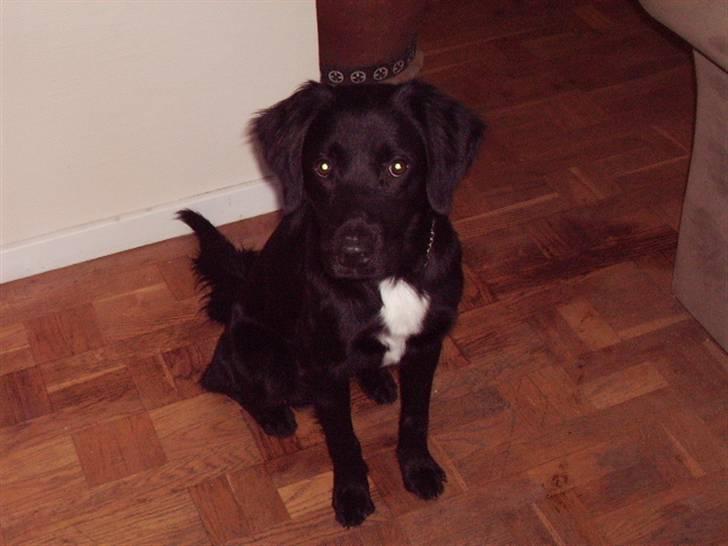 Blanding af racer Simba<3 <3 RIP billede 7