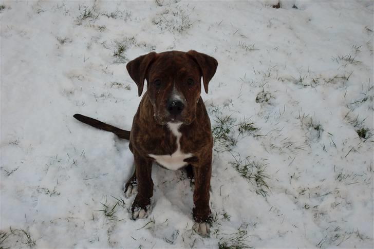 Blanding af racer Kato - Heeejj moar billede 3