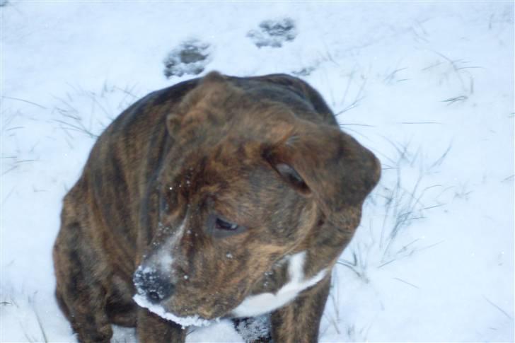 Blanding af racer Kato - Ih, tag nu det billede, så jeg kan komme ud og løbe igen billede 13