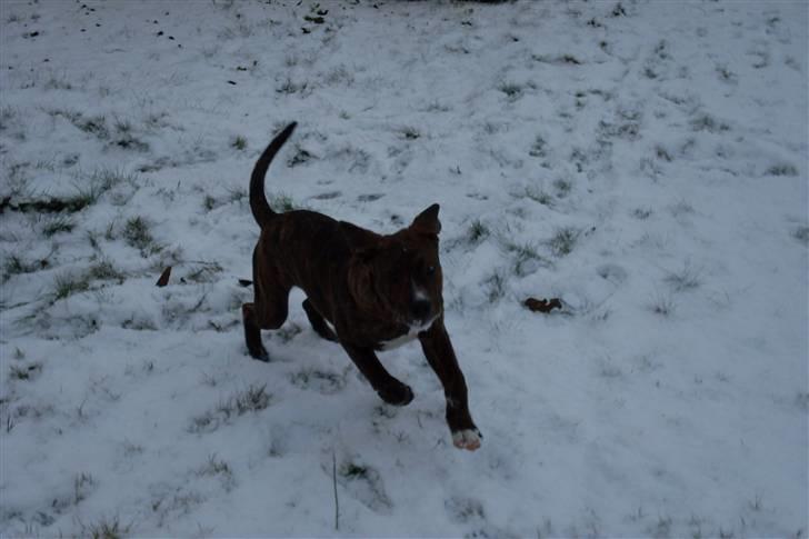 Blanding af racer Kato - wee... det her hvide stas er sjovt =) billede 14