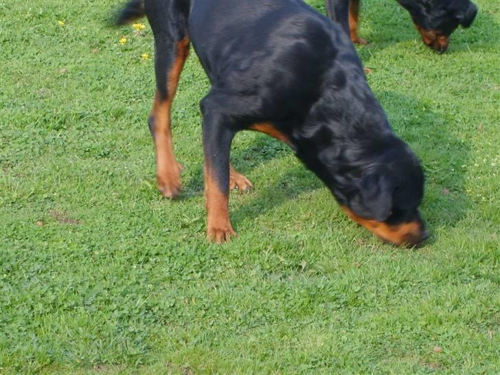 Rottweiler Britannia  billede 13
