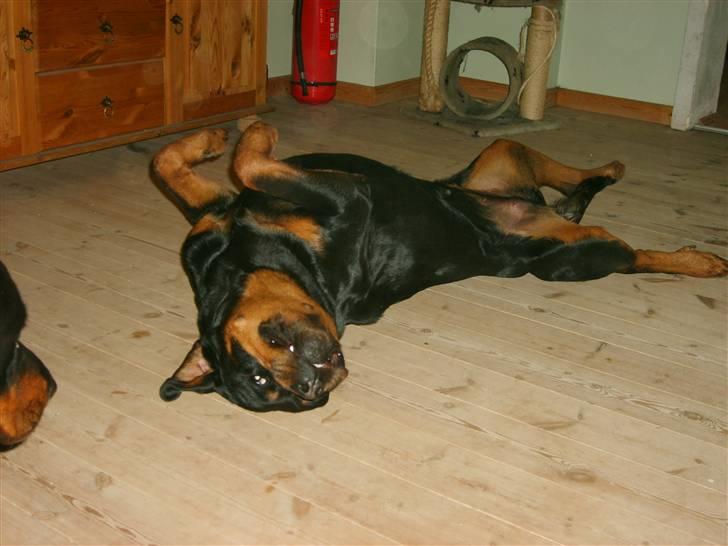Rottweiler Britannia  billede 14