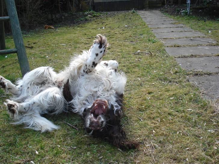 Engelsk springer spaniel Nemo  billede 18