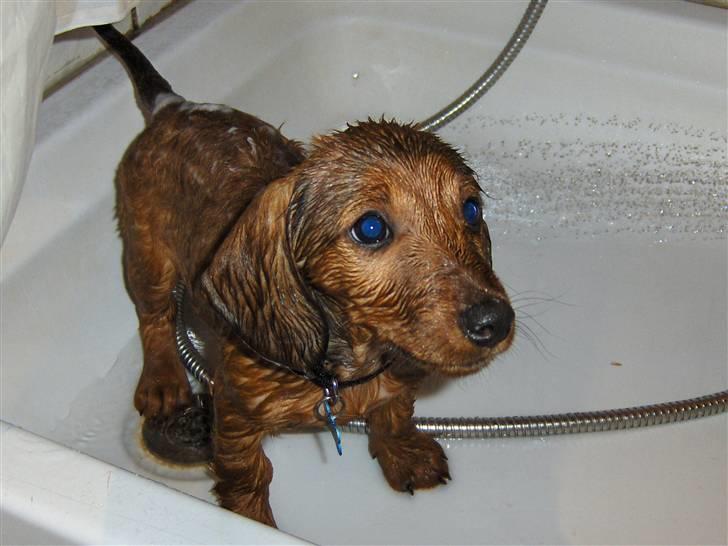 Blanding af racer Bobby (SOLGT) billede 5