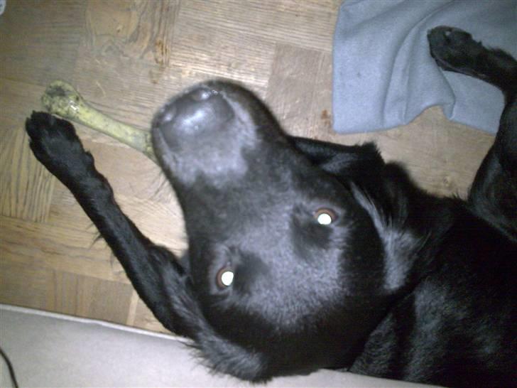 Blanding af racer Simba<3 <3 RIP billede 8