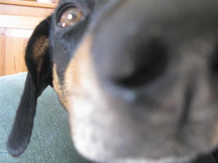 Gravhund Trine - Nærbillede :b  billede 14