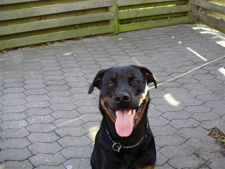 Rottweiler molly billede 1