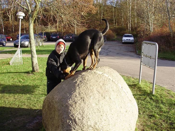 Rottweiler molly billede 2