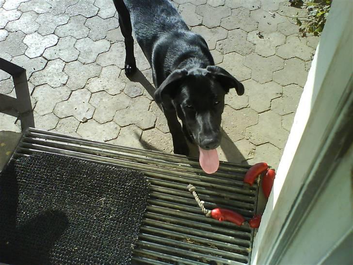 Labrador retriever Max - Hej jeg hedder Max! :) billede 1