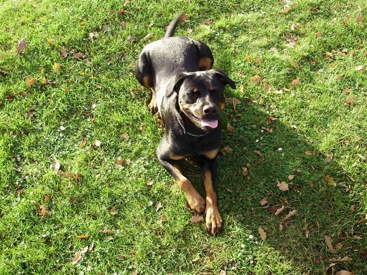 Rottweiler molly billede 3