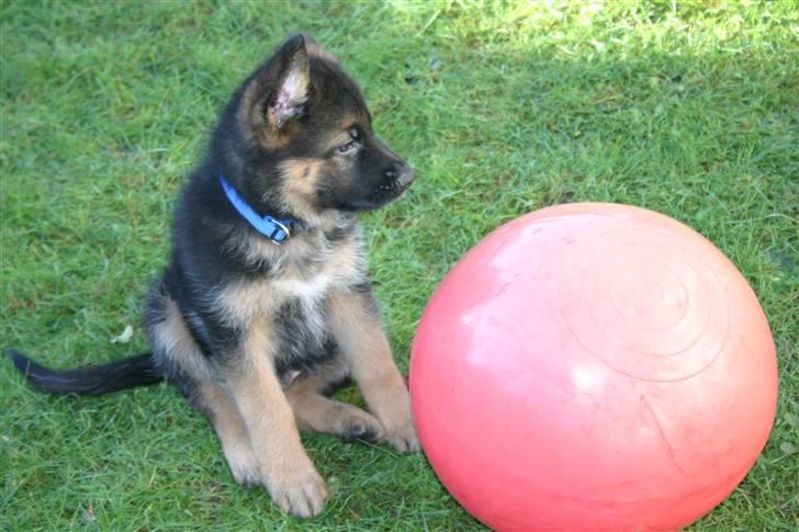 Schæferhund qato - nu skal vi lege billede 6