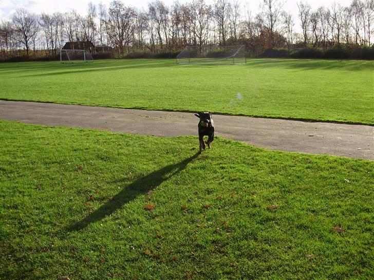 Rottweiler molly billede 4